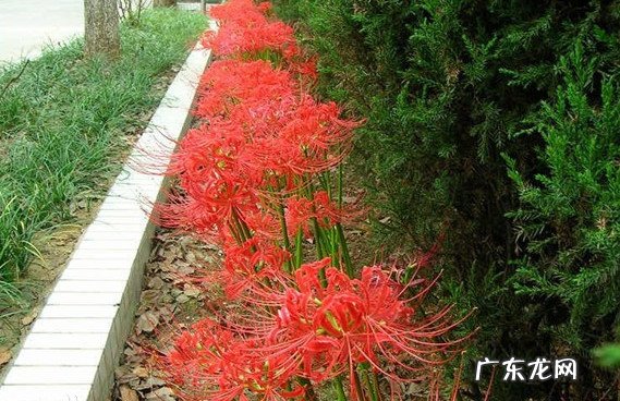 种花在民间被称为鬼花很多人养家里花友又美又独特 十种招鬼的花是什么