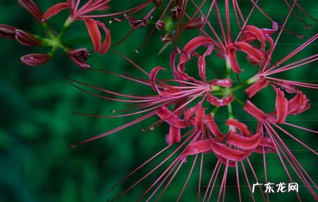 种花在民间被称为鬼花很多人养家里花友又美又独特 十种招鬼的花是什么