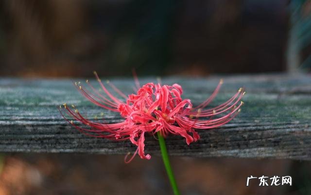 种花在民间被称为鬼花很多人养家里花友又美又独特 十种招鬼的花是什么