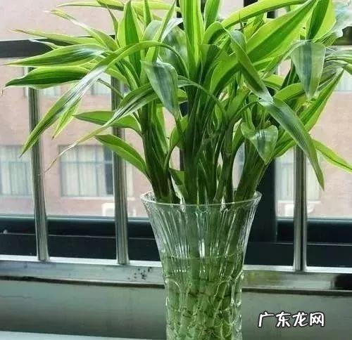 阳春小区是什么产权 阳春哪个小区风水好点