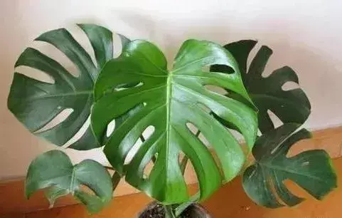 阳春小区是什么产权 阳春哪个小区风水好点