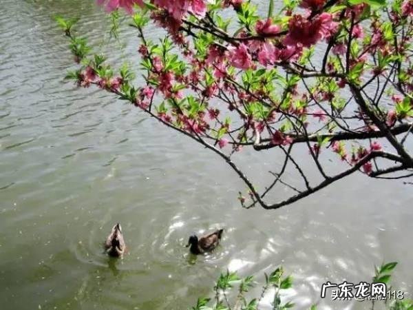 写春天的诗句有哪些？