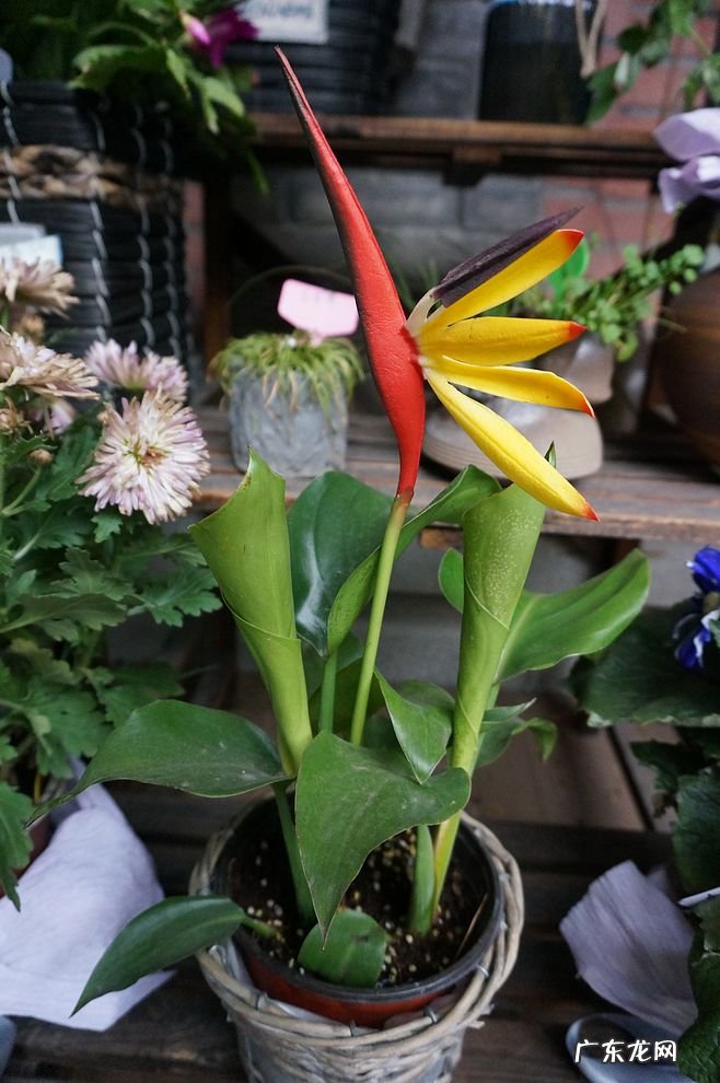 4种“吉利花” 家里客厅放什么花风水好