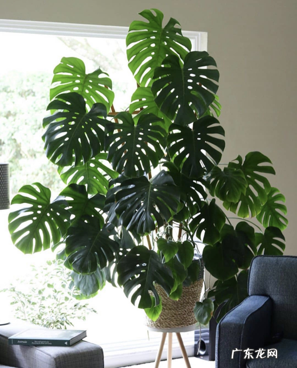 4种“吉利花” 家里客厅放什么花风水好