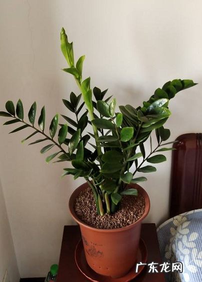 4种“吉利花” 家里客厅放什么花风水好