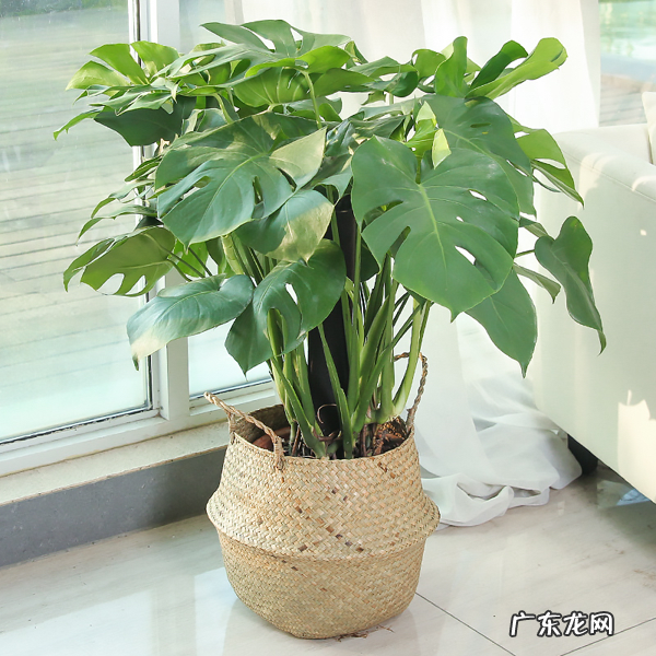 4种“吉利花” 家里客厅放什么花风水好