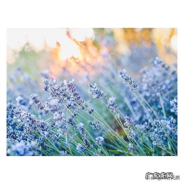 关于春天的诗歌怎么写才美?