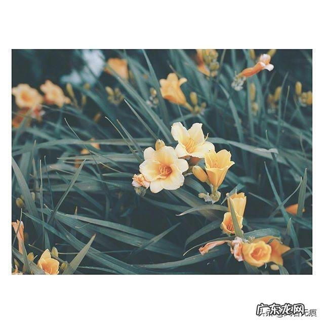 关于春天的诗歌怎么写才美?