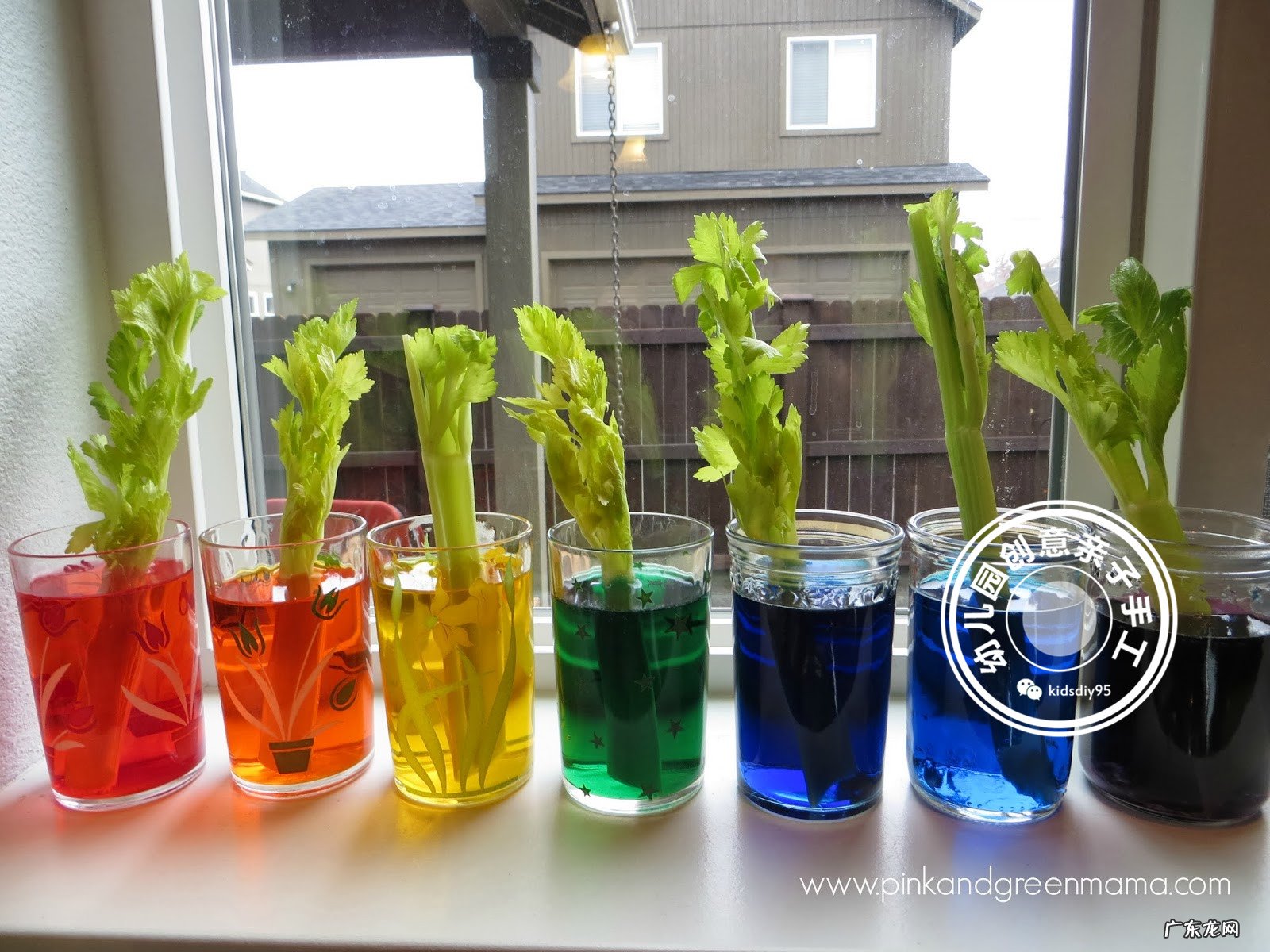 科学实验神奇的毛细现象会行走的色水游戏让孩子崇拜起来吧 毛细现象有哪些