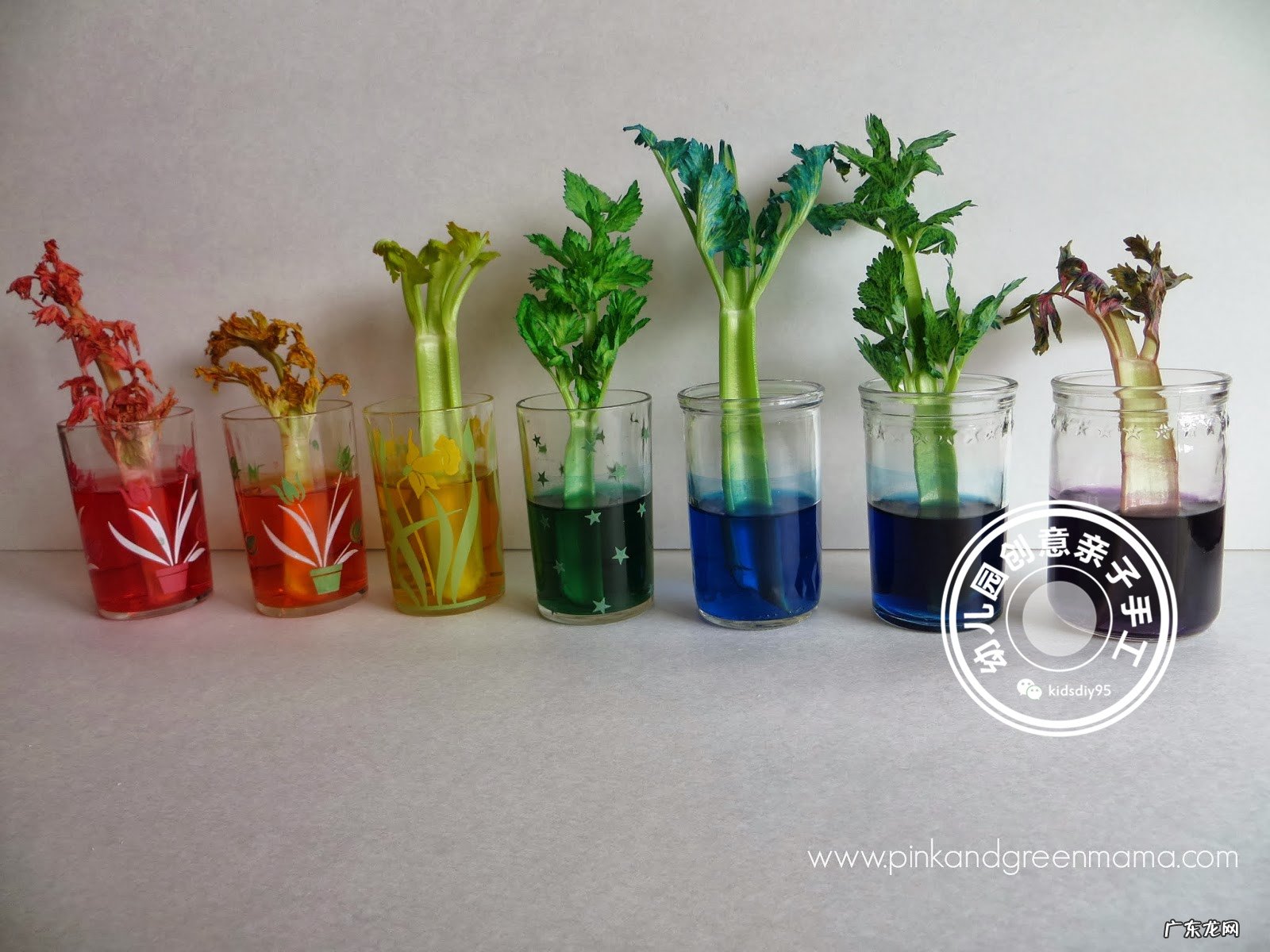 科学实验神奇的毛细现象会行走的色水游戏让孩子崇拜起来吧 毛细现象有哪些