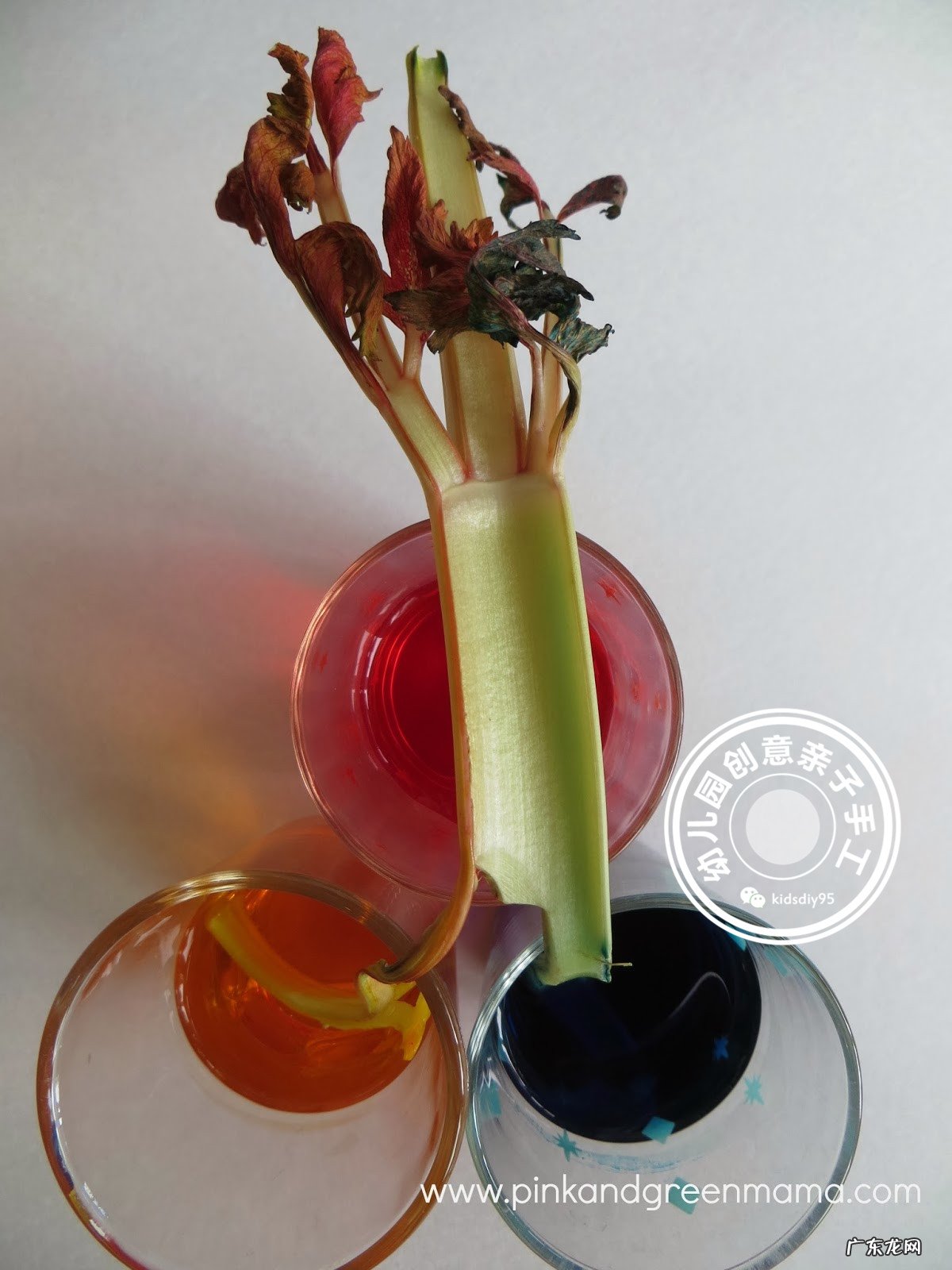 科学实验神奇的毛细现象会行走的色水游戏让孩子崇拜起来吧 毛细现象有哪些