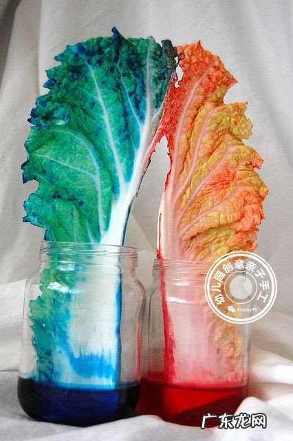 科学实验神奇的毛细现象会行走的色水游戏让孩子崇拜起来吧 毛细现象有哪些