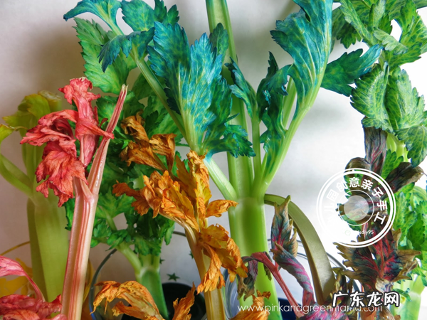 科学实验神奇的毛细现象会行走的色水游戏让孩子崇拜起来吧 毛细现象有哪些