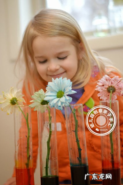 科学实验神奇的毛细现象会行走的色水游戏让孩子崇拜起来吧 毛细现象有哪些