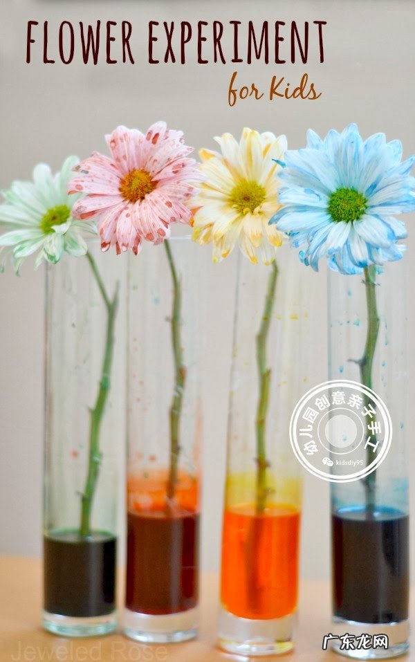 科学实验神奇的毛细现象会行走的色水游戏让孩子崇拜起来吧 毛细现象有哪些