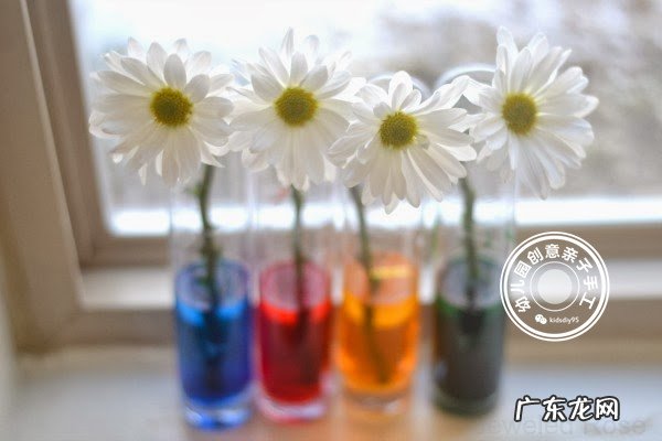 科学实验神奇的毛细现象会行走的色水游戏让孩子崇拜起来吧 毛细现象有哪些