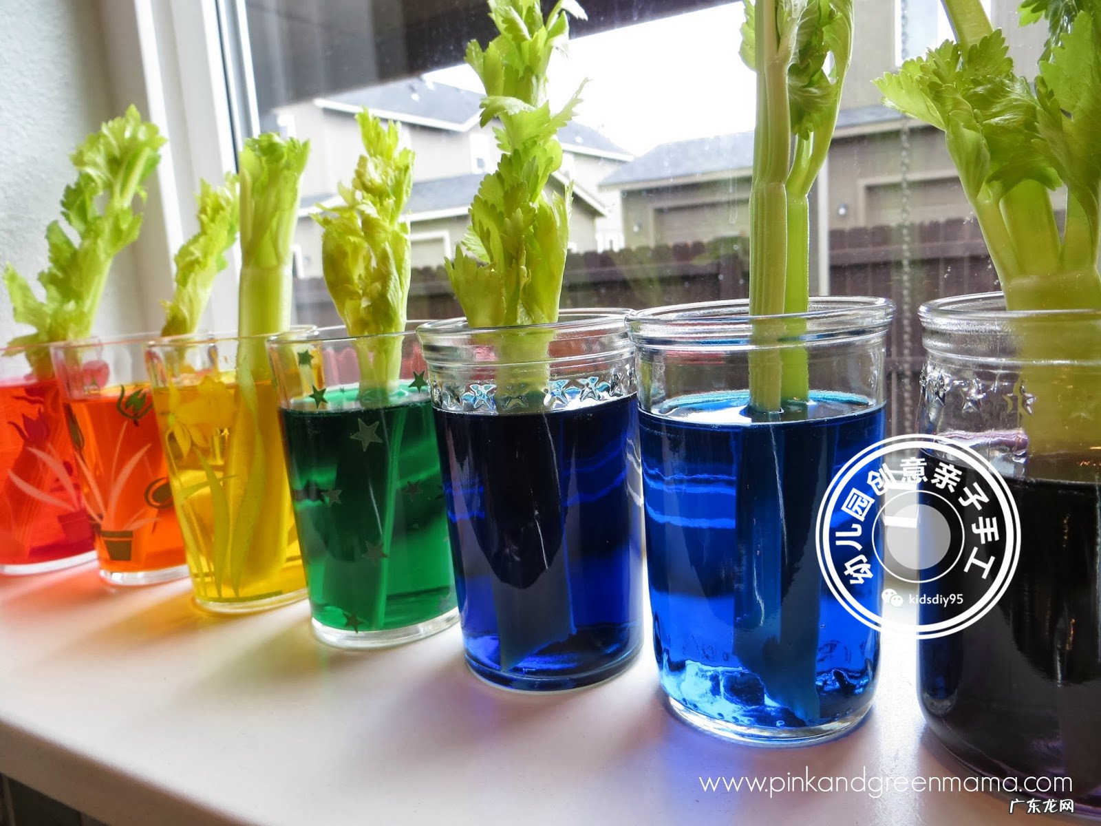 科学实验神奇的毛细现象会行走的色水游戏让孩子崇拜起来吧 毛细现象有哪些