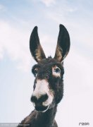 中药材驴脂 脂的拼音和部首