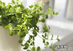 卧室植物风水要点 家里卧室植物摆放风水讲究