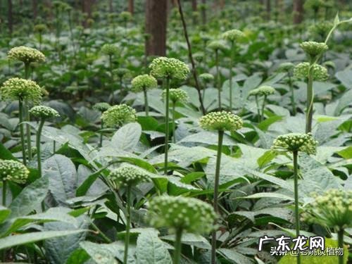 三七花有什么作用吗?