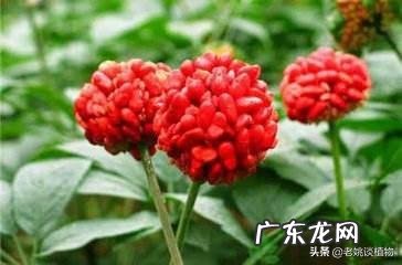 三七花有什么作用吗?