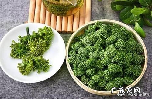 三七花有什么作用吗?
