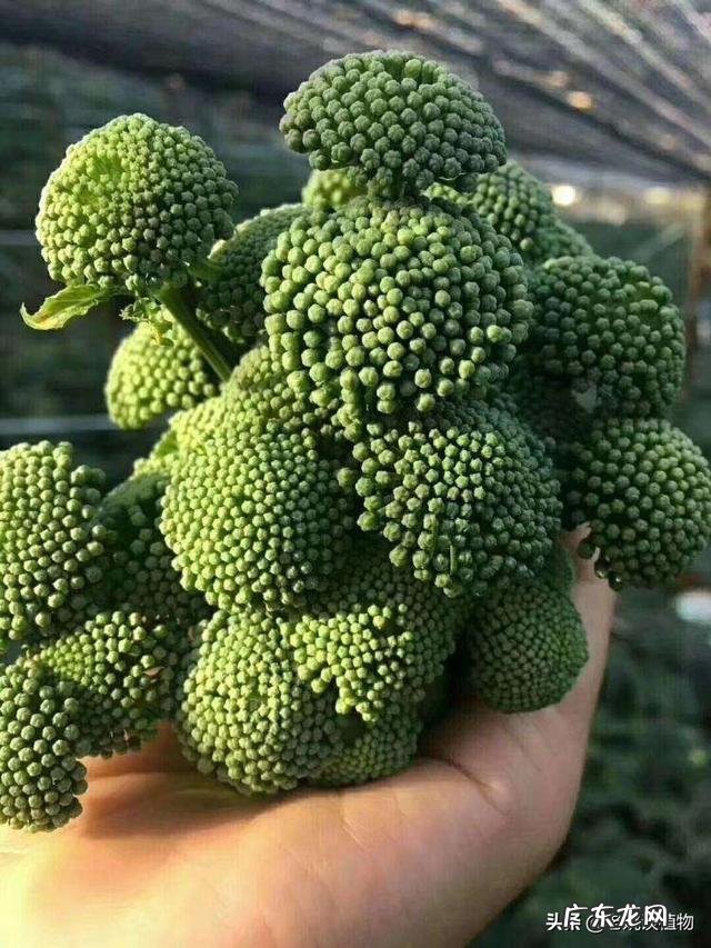 三七花有什么作用吗?