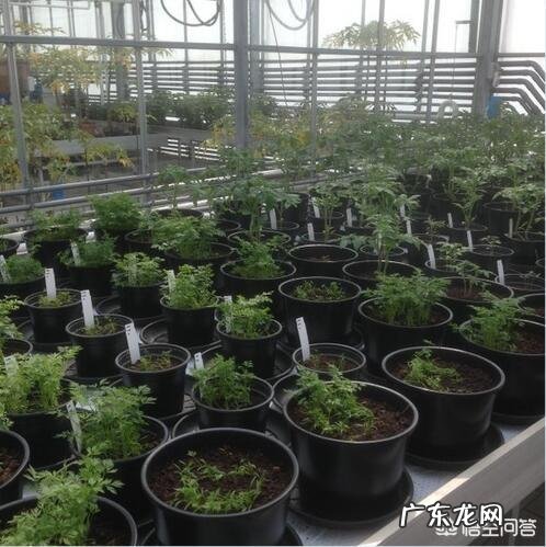 太阳系里最令人感到恐惧的天体是什么,为什么?