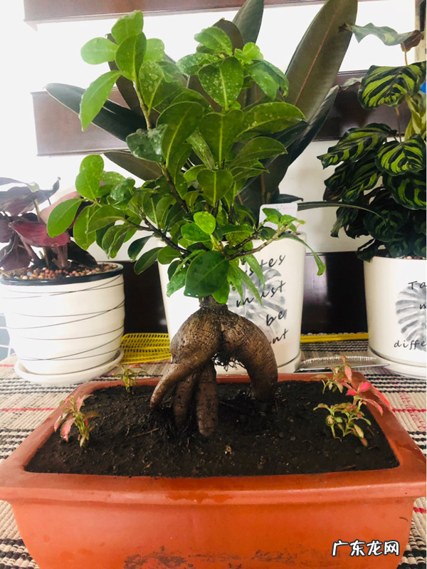 客厅种棵树 家里客厅放什么植物好风水好