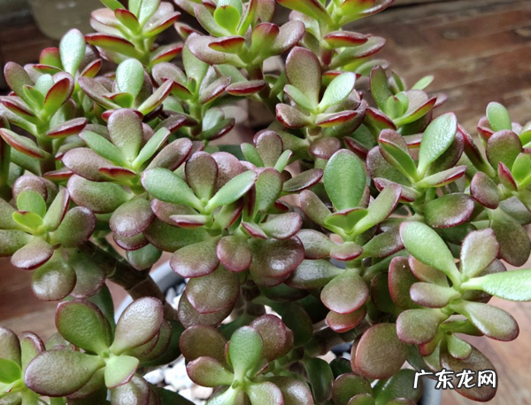 客厅种棵树 家里客厅放什么植物好风水好