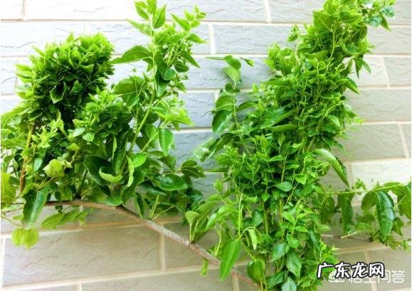 枣树患了“疯枝子”应该怎么办？