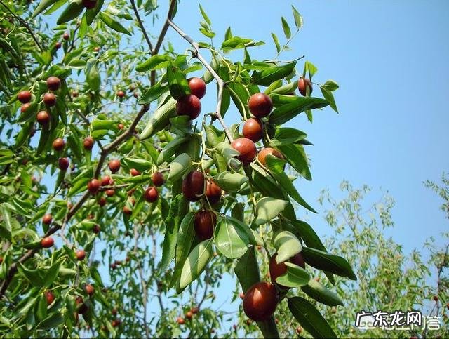 枣树患了“疯枝子”应该怎么办?