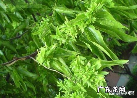 枣树患了“疯枝子”应该怎么办?