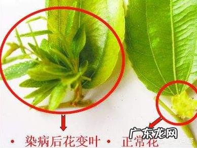 枣树患了“疯枝子”应该怎么办？