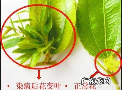 枣树患了“疯枝子”应该怎么办？