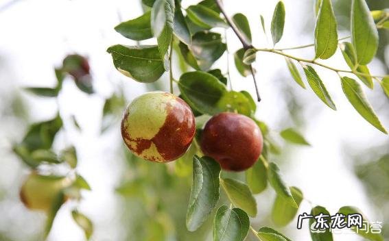 枣树患了“疯枝子”应该怎么办?