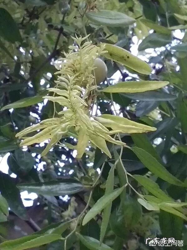 枣树患了“疯枝子”应该怎么办?