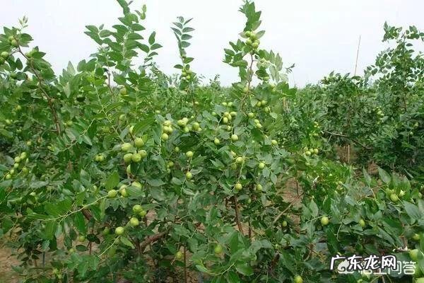 枣树患了“疯枝子”应该怎么办?