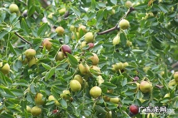 枣树患了“疯枝子”应该怎么办?