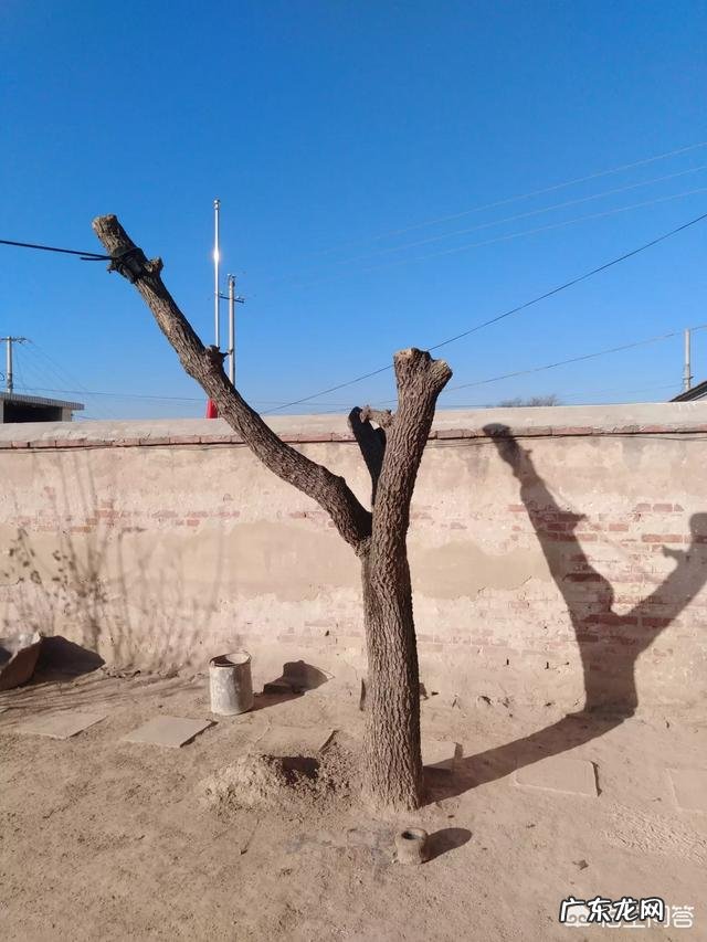 枣树患了“疯枝子”应该怎么办?