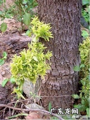 枣树患了“疯枝子”应该怎么办?