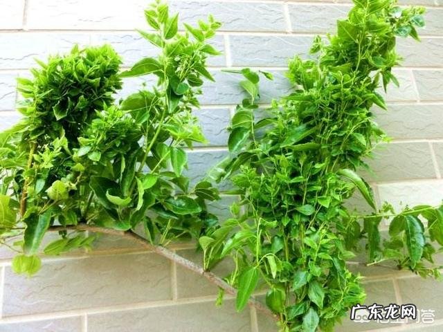 枣树患了“疯枝子”应该怎么办?