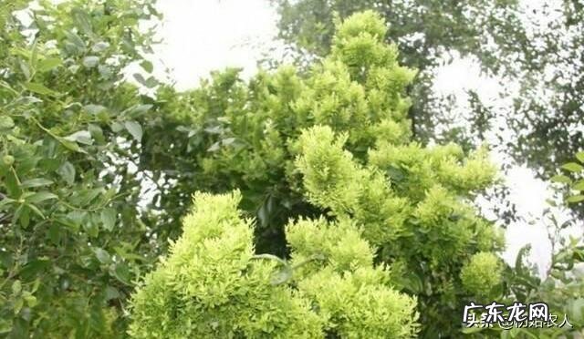 枣树患了“疯枝子”应该怎么办？