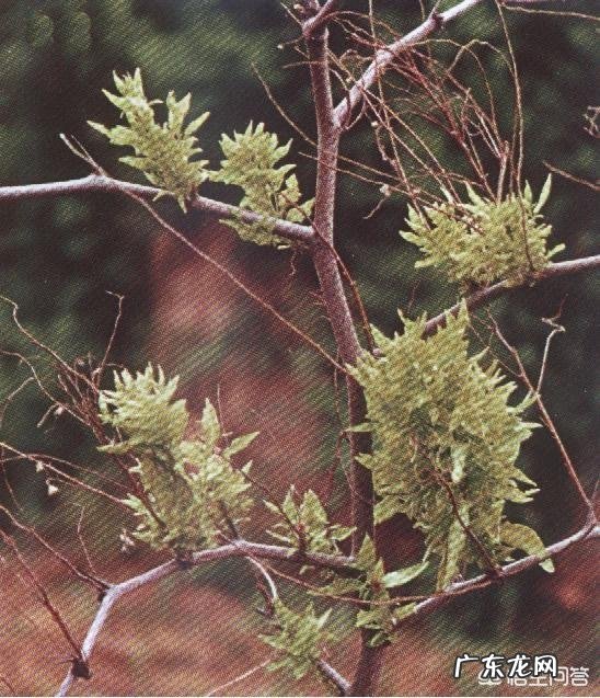 枣树患了“疯枝子”应该怎么办?