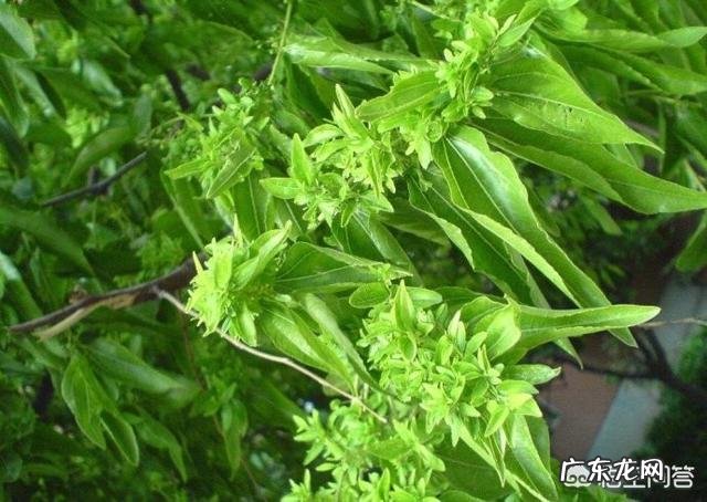 枣树患了“疯枝子”应该怎么办？