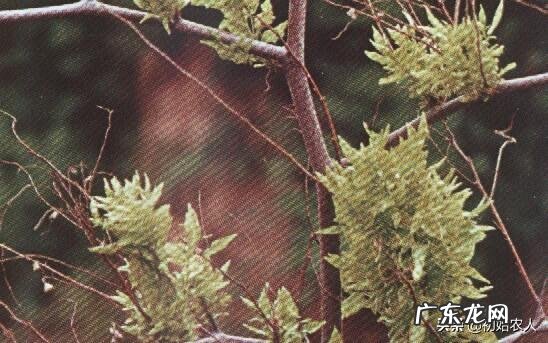 枣树患了“疯枝子”应该怎么办？