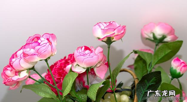 风水先生说 家里阳台种什么好风水说法