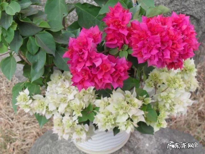 家里的花别瞎养 阳台办公室风水