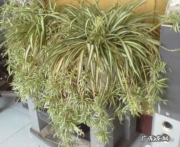 家里的花别瞎养 阳台办公室风水