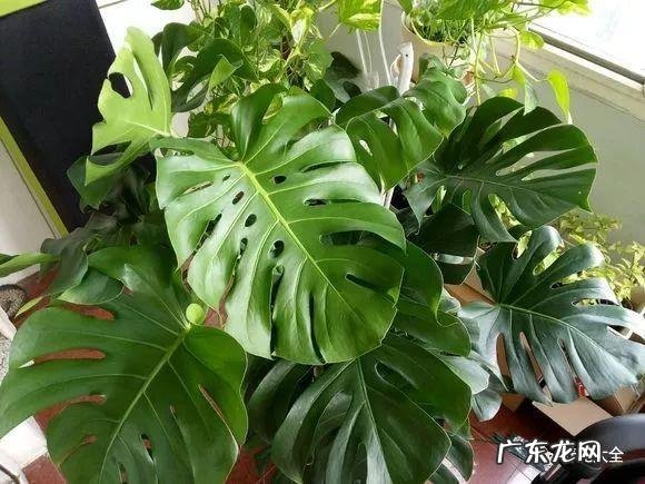 家里的花别瞎养 阳台办公室风水